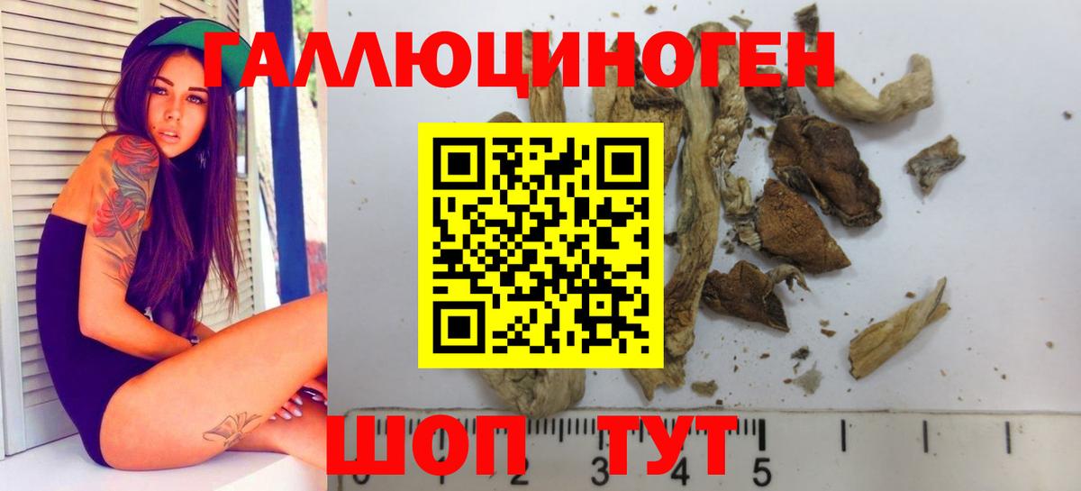 Псилоцибиновые грибы Cubensis  как найти закладки  Приморско-Ахтарск  Псилоцибиновые грибы прущие грибы  Вход с VPN 